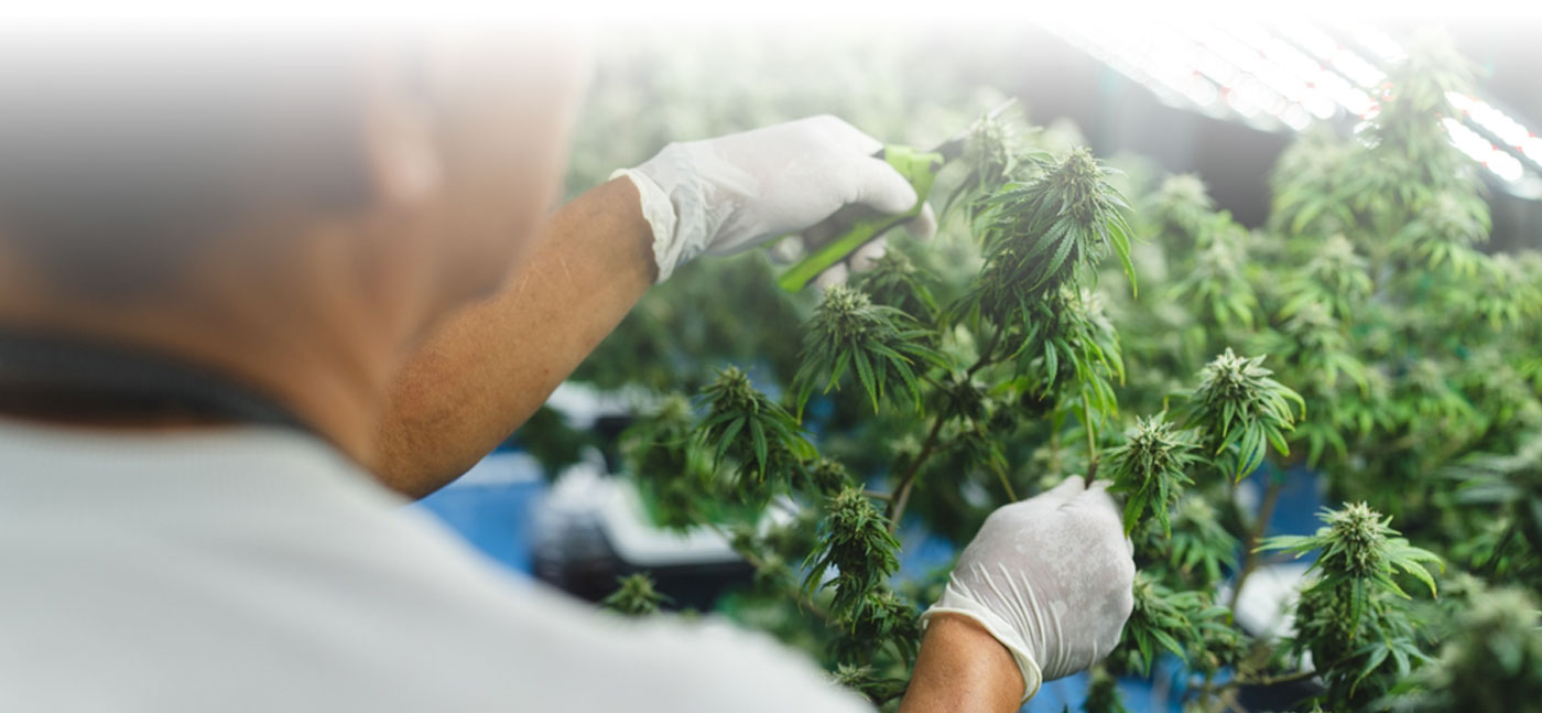 Banner for Cannabis Career Pathways CanTrain Grant